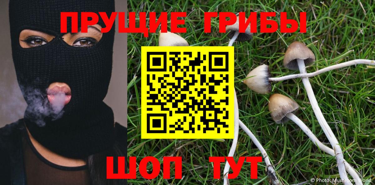 Псилоцибиновые грибы GOLDEN TEACHER  Вход с VPN  Псилоцибиновые грибы Cubensis  Зеленокумск 